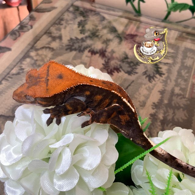 카푸치노