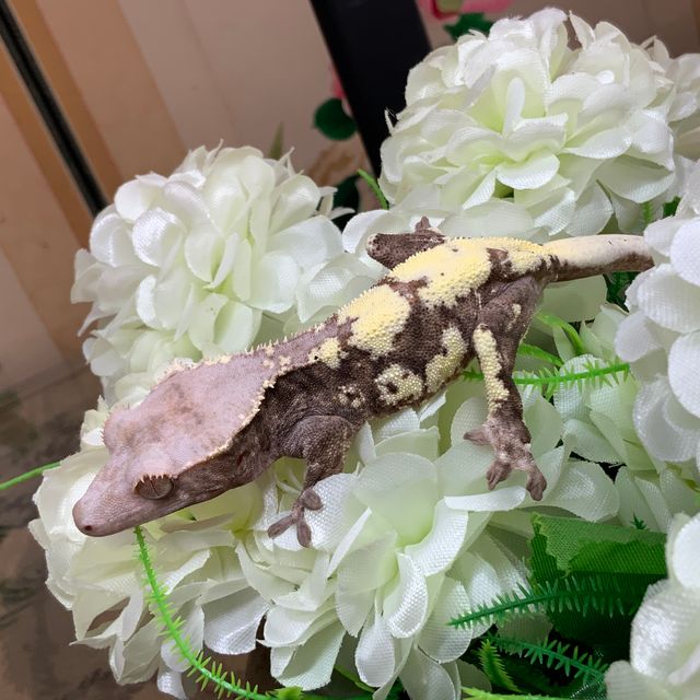 프라푸치노