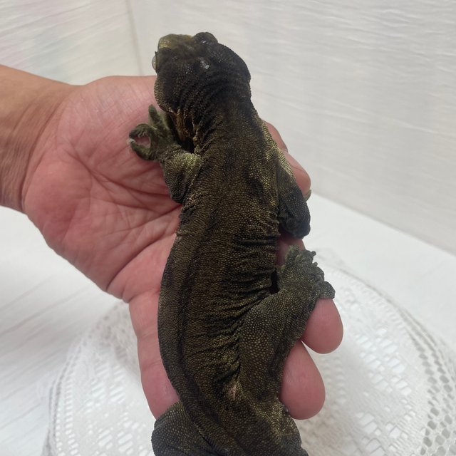 Troeger Darth maul Type A Melanistic