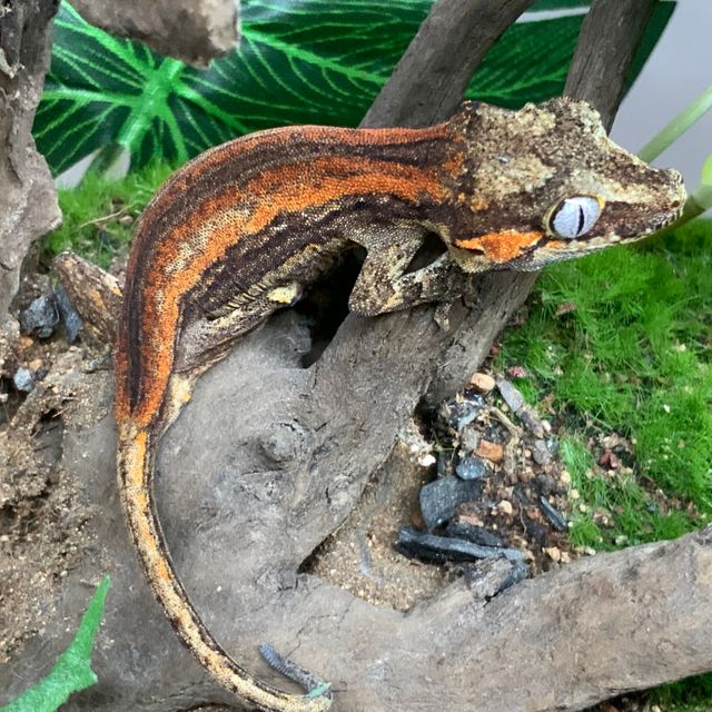 레드 스트라이프