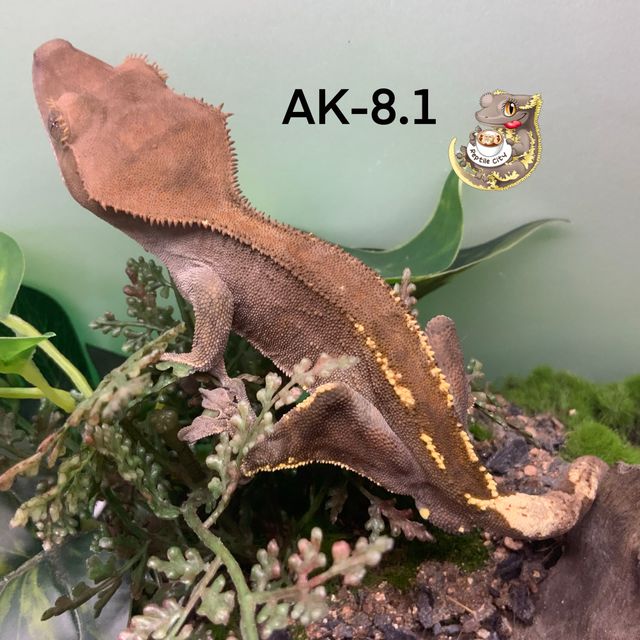 카푸치노 RCK