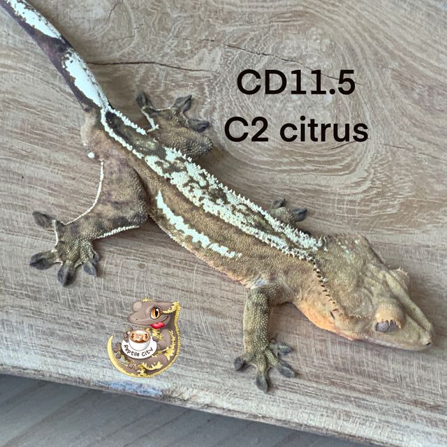 쿼드 크림시클