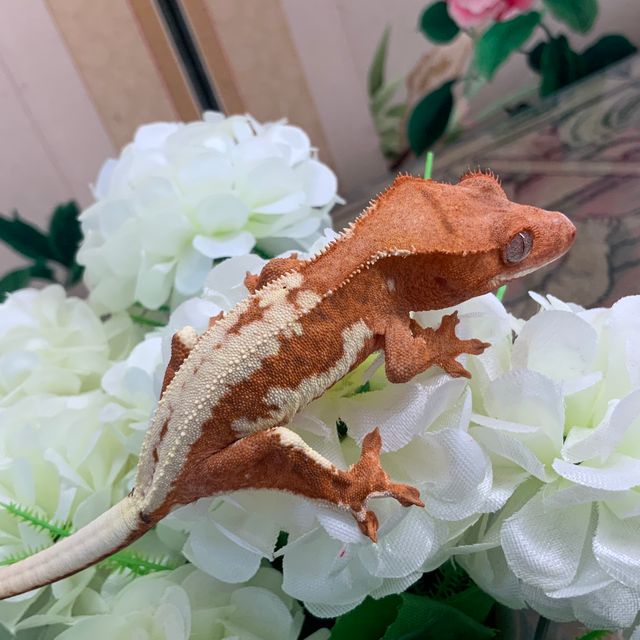프라푸치노