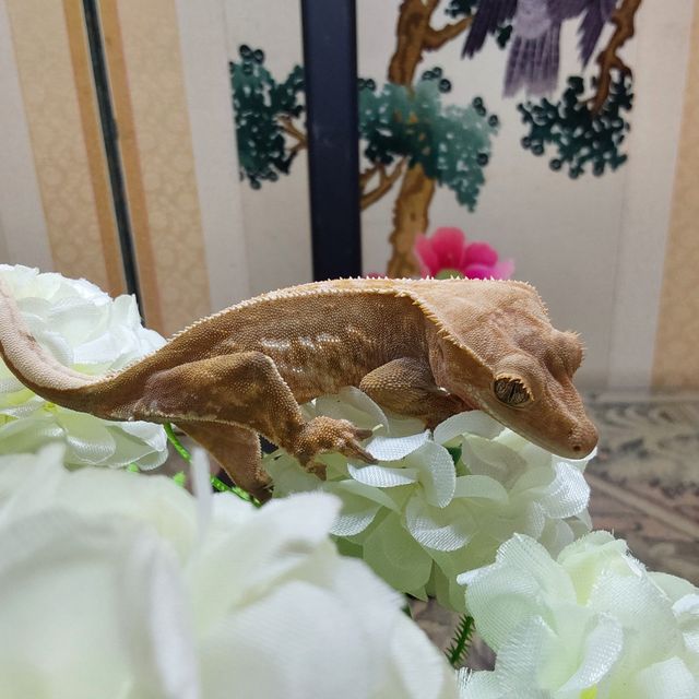 핀스트라이프 RCK