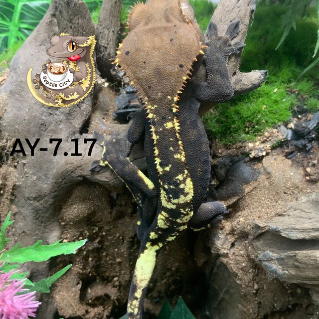 카푸치노 RCK