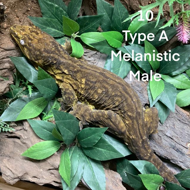 Type A