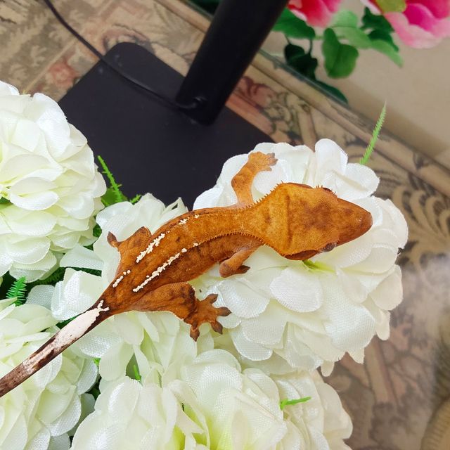카푸치노 RCK