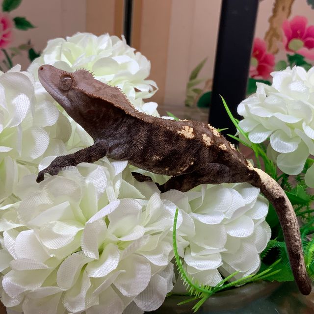 카푸치노