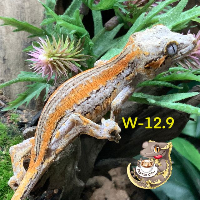 오렌지 스트라이프