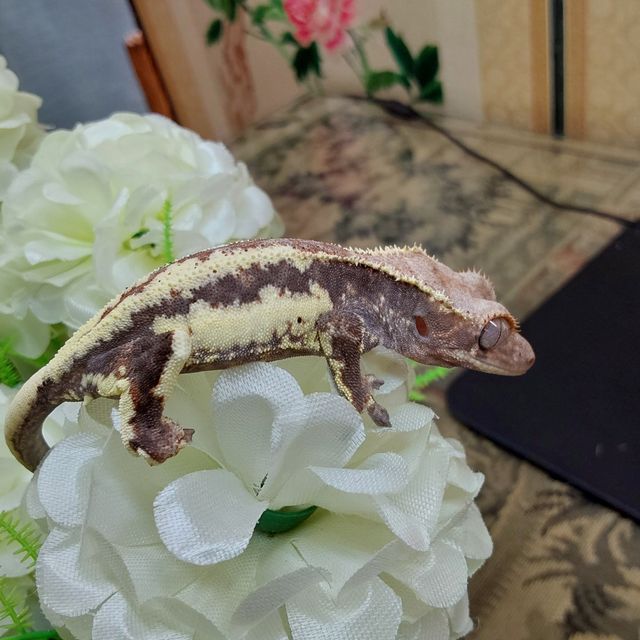 프라푸치노 RCK