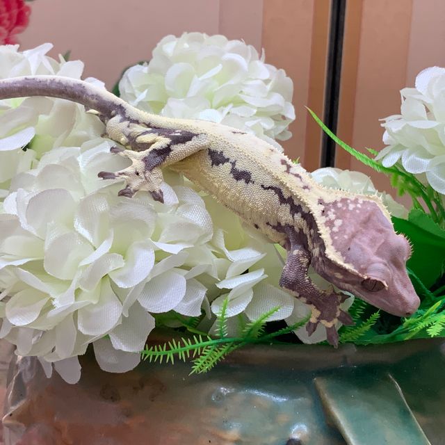 프라푸치노