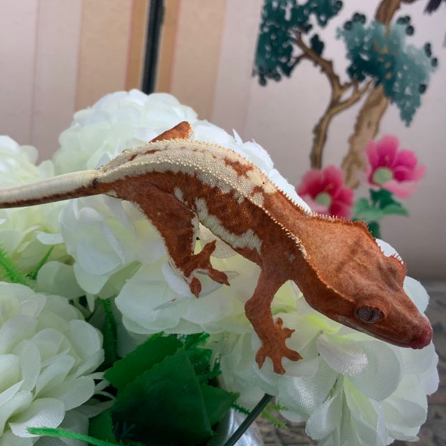 프라푸치노
