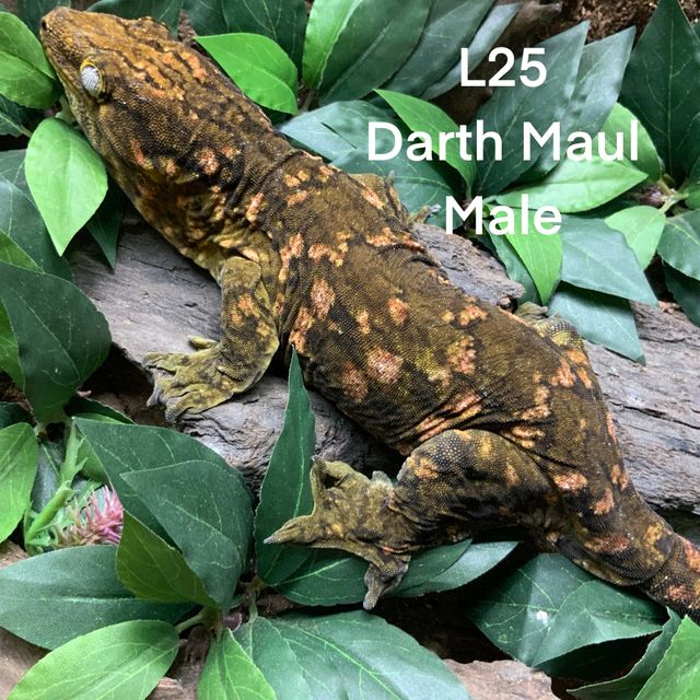 다스몰