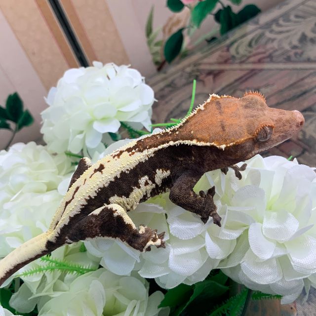 프라푸치노