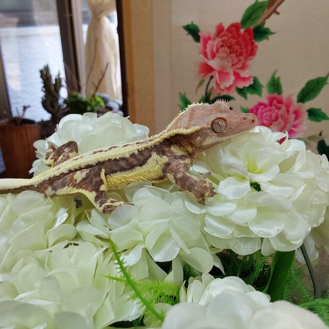 프라푸치노