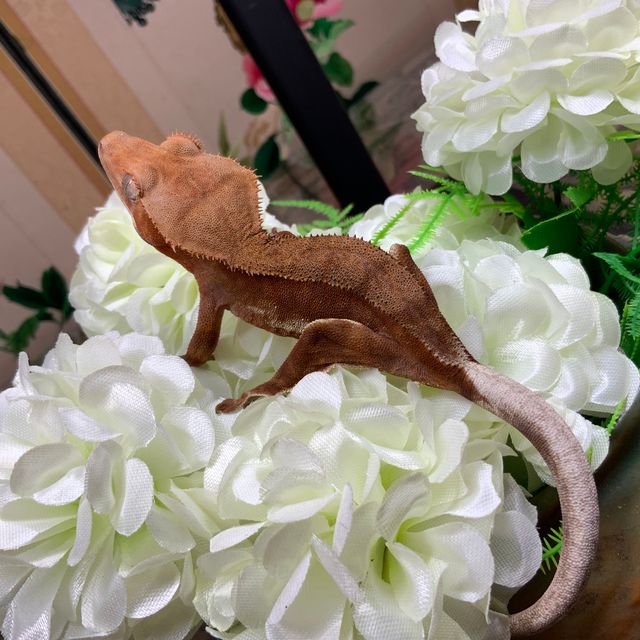 레드 팬텀 릴리화이트
