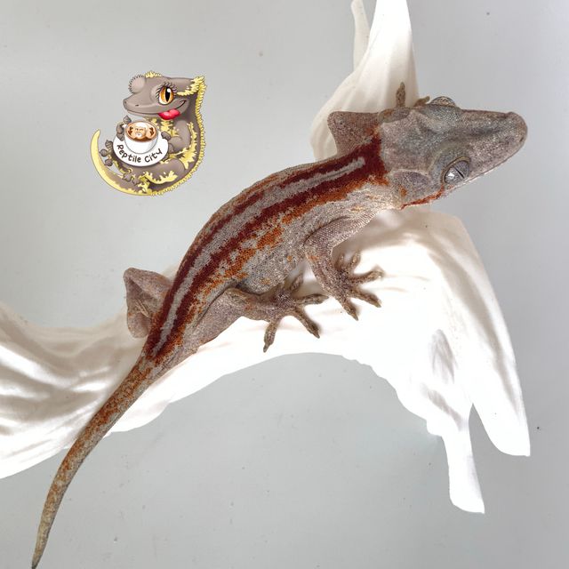 레드