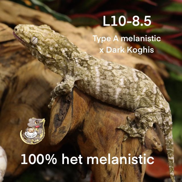 Type A Het melanistic