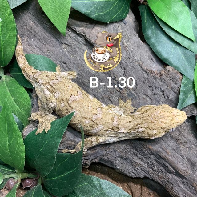 모로