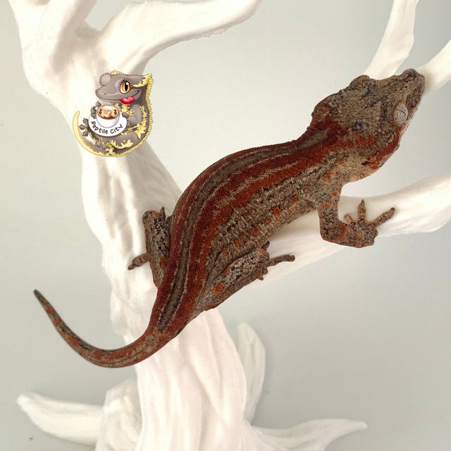 레드