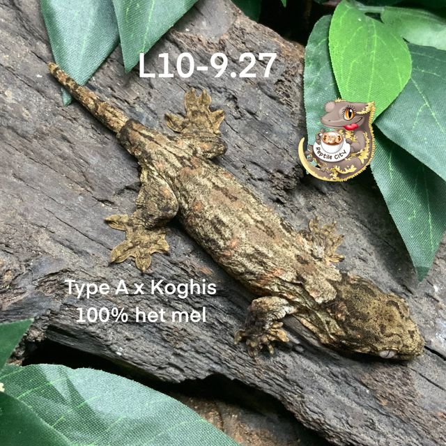 Type A 코기스 헷 멜라니스틱