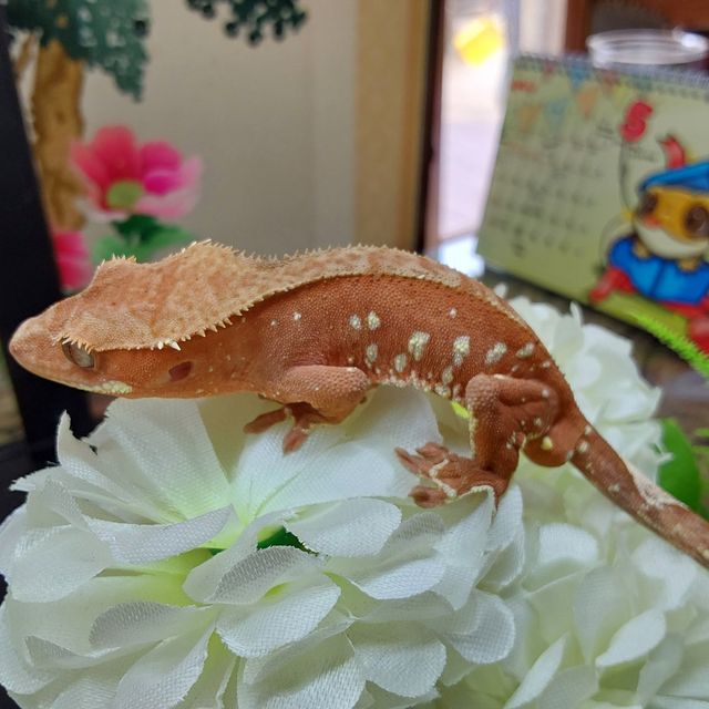 레드 RCK