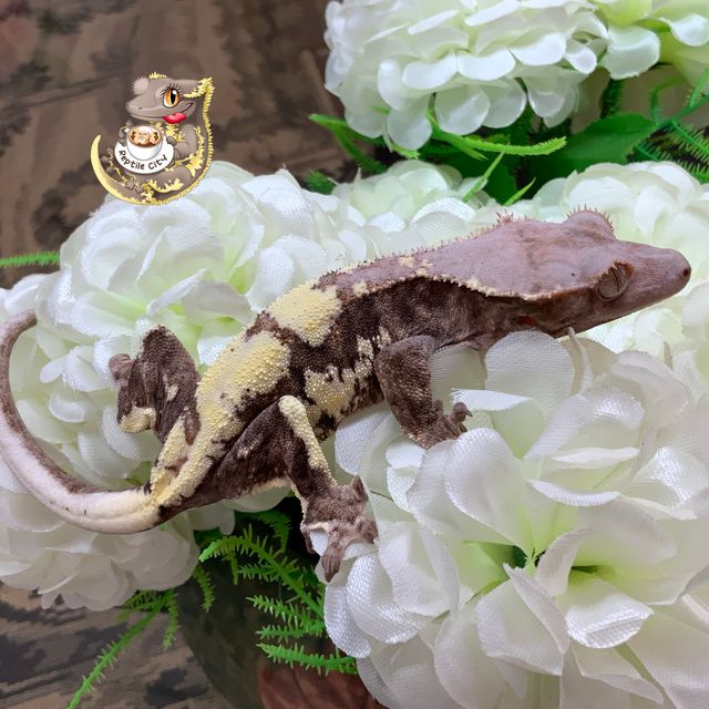 프라푸치노