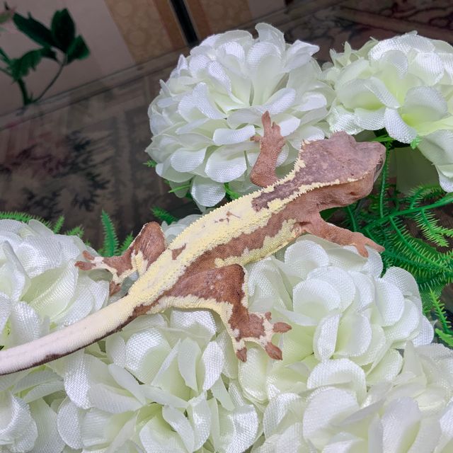 프라푸치노