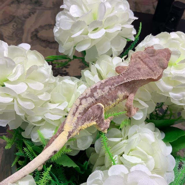 프라푸치노