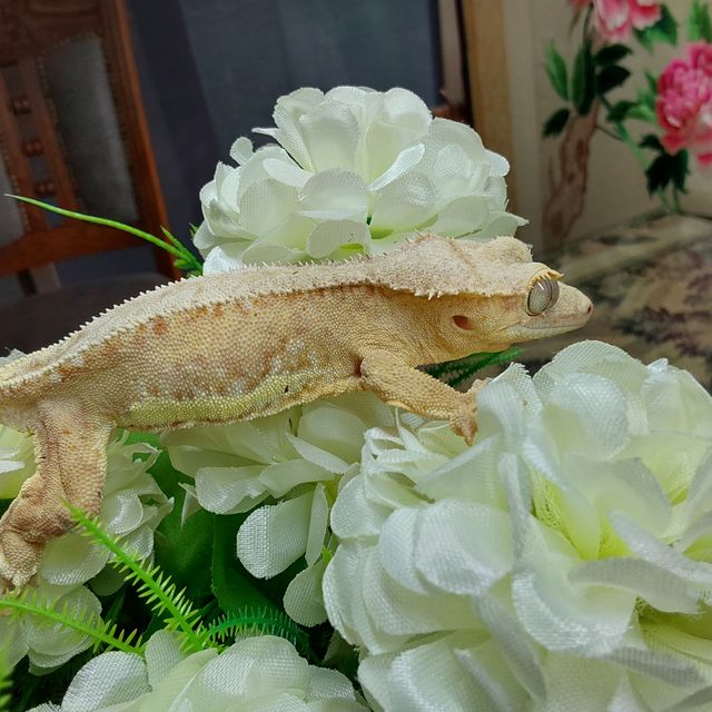 릴리화이트 팬텀 RCK