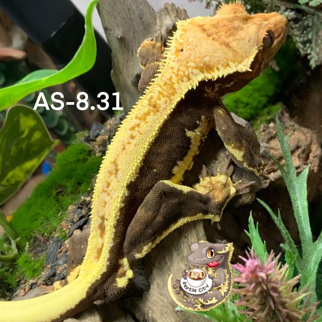 릴리화이트
