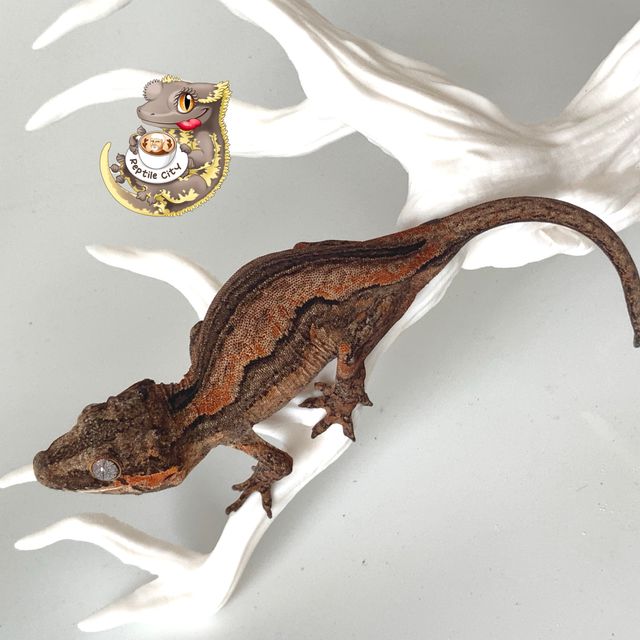 오렌지