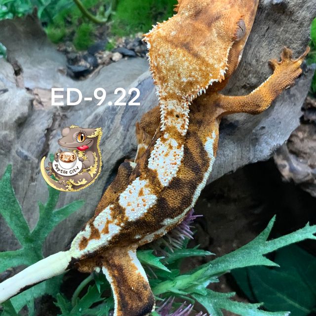 타이거 릴리화이트