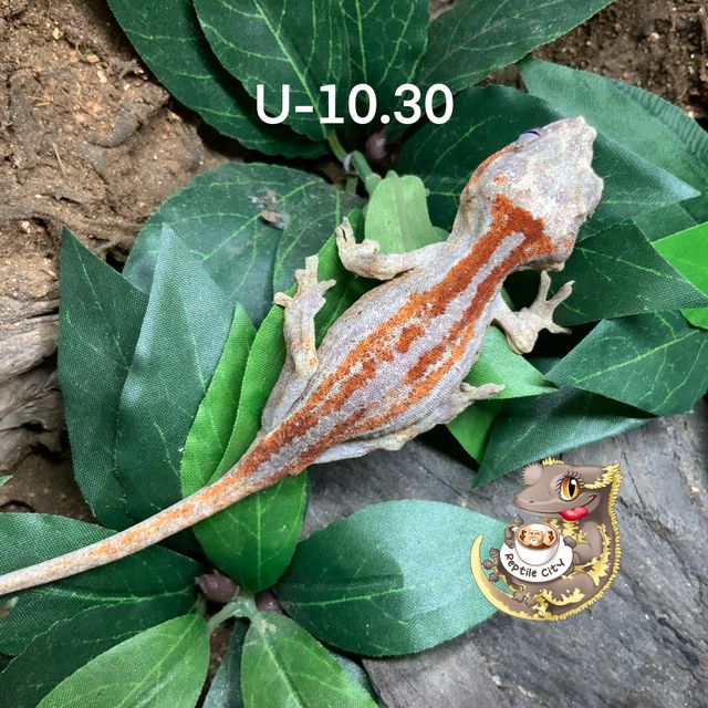 레드 스트라이프