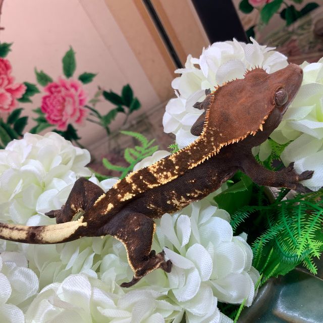 카푸치노