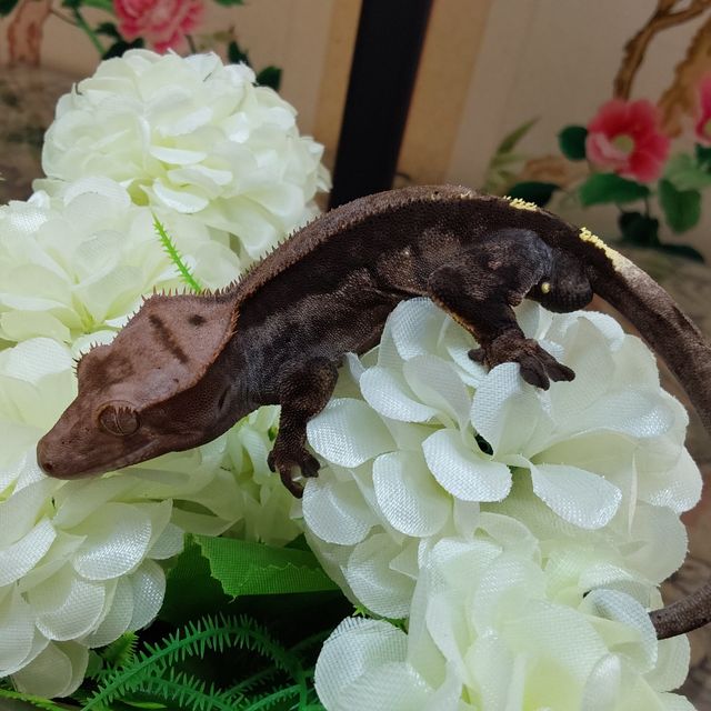 카푸치노 RCK
