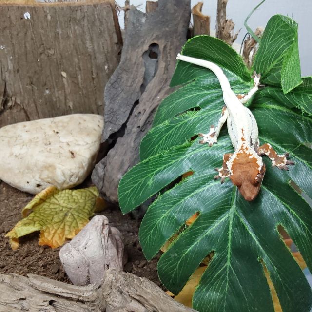 프라푸치노