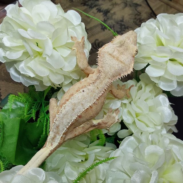 릴리화이트 팬텀 RCK