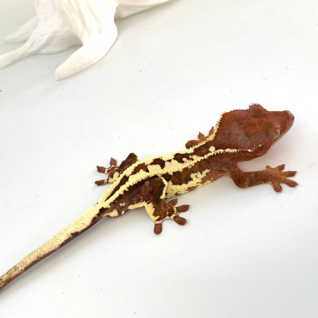 프라푸치노