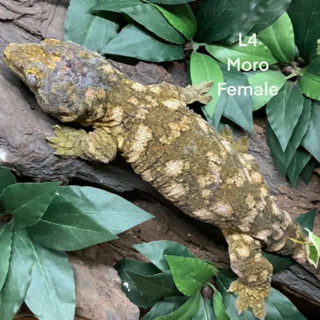 모로
