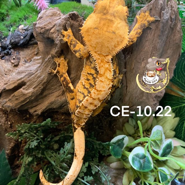 RCK 노던 텐저린 타이거