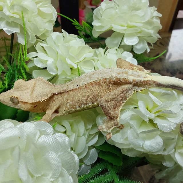릴리화이트 팬텀 RCK