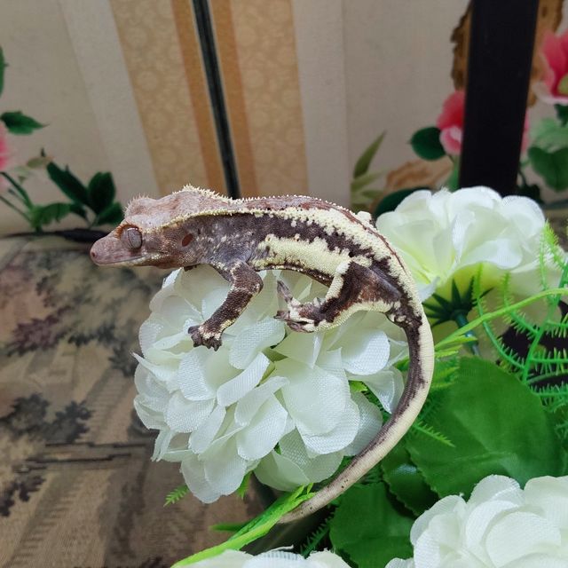 프라푸치노 RCK