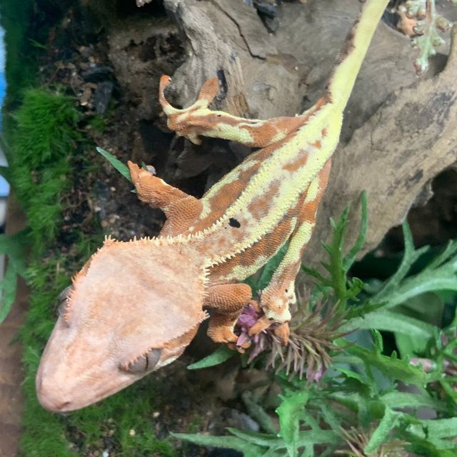 프라푸치노 RCK