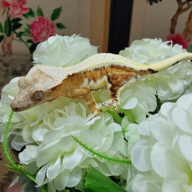 크림시클 릴리화이트 RCK
