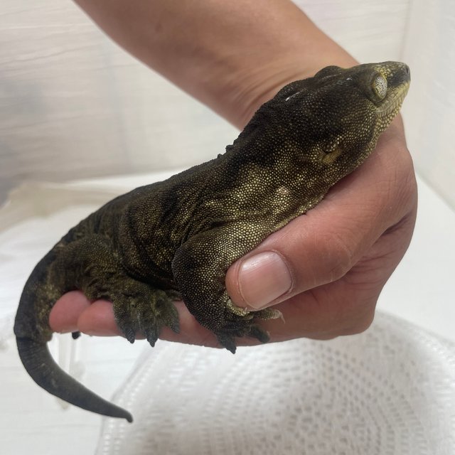 Troeger Darth maul Type A Melanistic