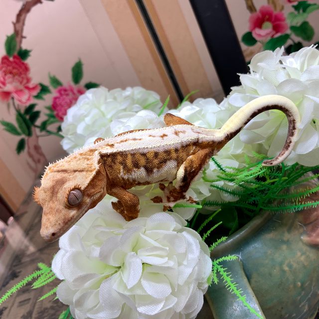 릴리화이트