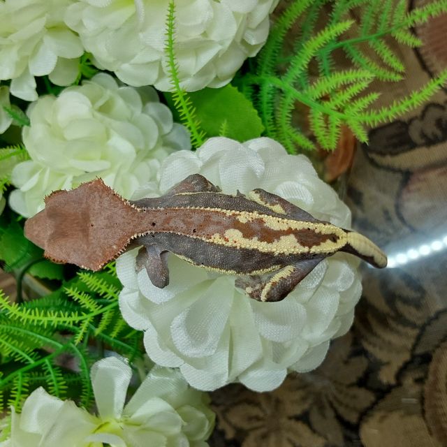 프라푸치노 RCK
