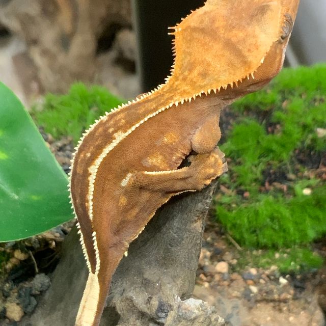 엠티백