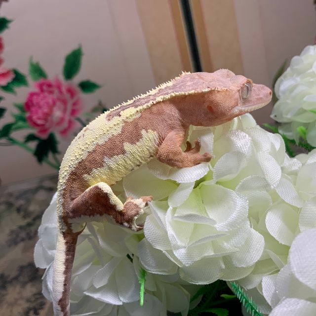 프라푸치노